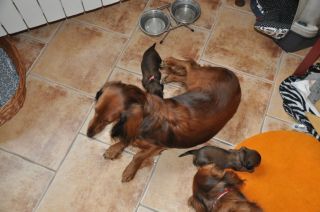 jamniki d�ugow�ose